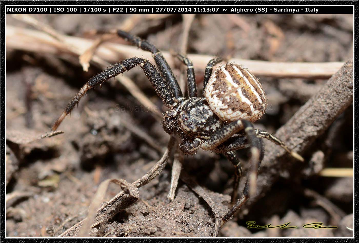 Xysticus sp., Thomisidae